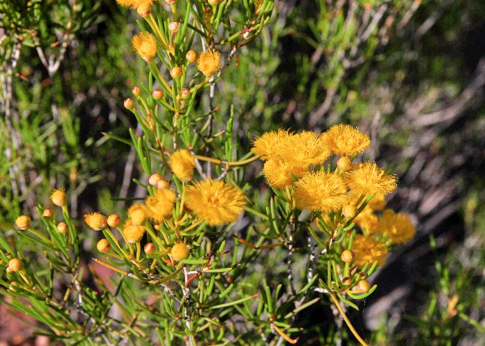 Western Australian Plants Myrtaceae